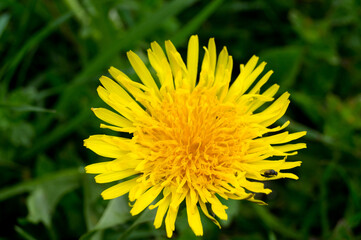 Beautiful yellow flower of dandellion (Taraxacum officinale)