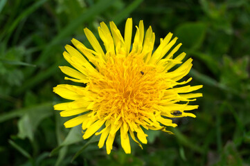 Beautiful yellow flower of dandellion (Taraxacum officinale)