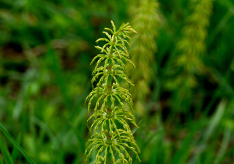 Young horsetail (Equisetum fluviatile) sprout