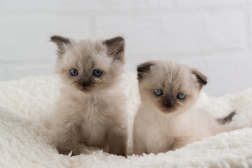 Two funny point-color kittens with blue eyes are sitting the carpet and looking at the camera. Selective focus