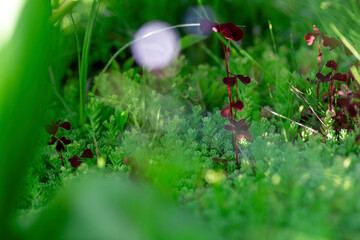 Macro grass meadow or planted ornamental plants.