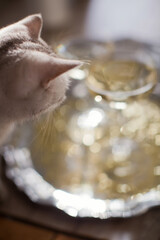 Glass of champagne with golden stars