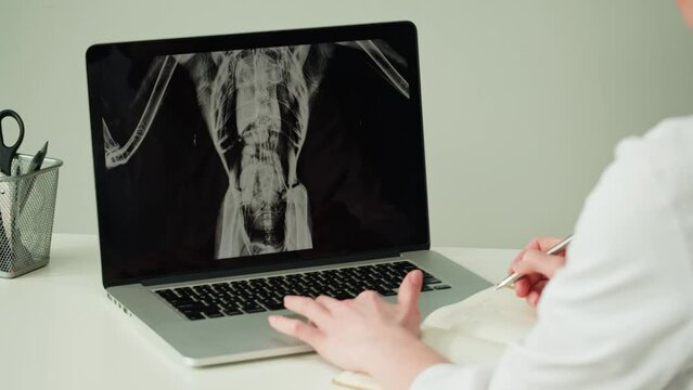 Doctor veterinarian examining bird skeleton roentgen on laptop monitor. Woman vet analyzing animal, avian bones x-ray close-up. Healthcare and medicine concept.