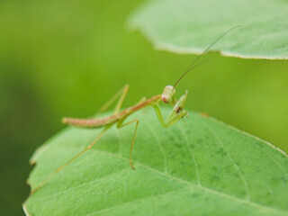 Mantis makan diatas daun hijau dengan latar belakang alami dan blurry 
