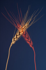 Wheat on a dark blue red background, doubling effect.