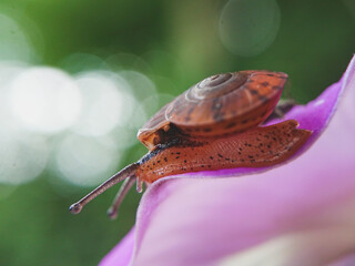 Old snails on purple flowers on a natural and blurry background 