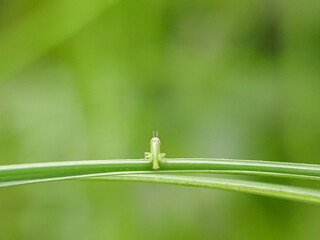 Meadow green grasshopper on long leaves against a natural and blurry background 