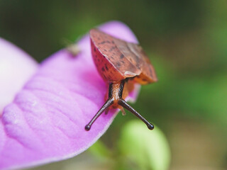 Siput tua diatas bunga berwarna ungu dengan latar belakang alami dan blurry 