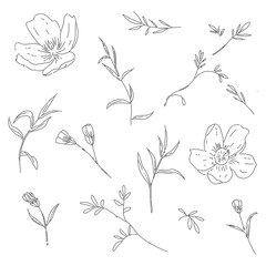 Line Drawing Abstract Floral Plants and Leaves Element Collection. Flowers and Branch sketch Outline Set Isolated on white background. Vector illustration