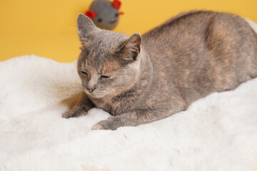 Adult european short hair cat blue tortie laying on a white faux fur rug with a grey mouse toy on yellow seamless background