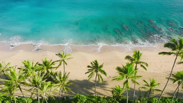Breathtaking epic aerial beach shot with cinematic green palms trees slowly swaying on ocean breeze above scenic empty golden sandy beach with amazing teal blue turquoise soft waves washing the shore