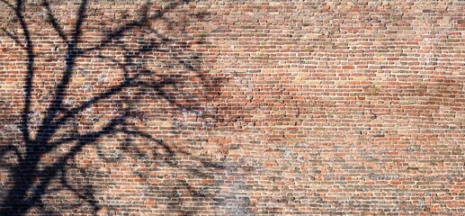 A textured bric copy space wall with no people picture structured by element of beautiful rustic vintage surface with dead black tree nearby.Old school stile. Street photo. old town.