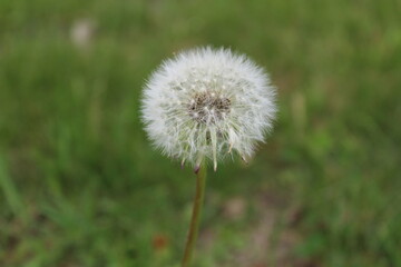 a single dandelion