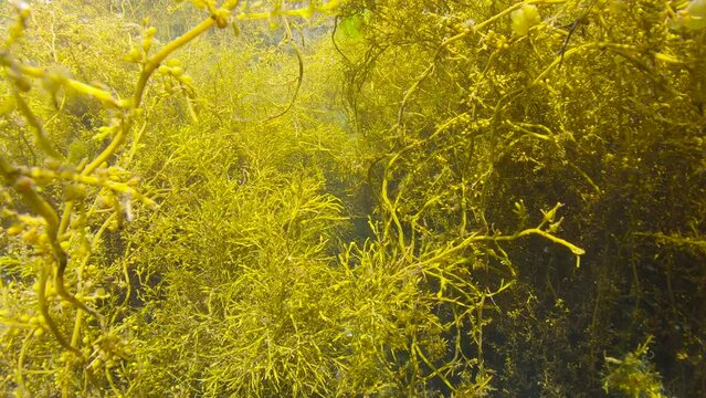 Into brown algae underwater in the ocean (Sargassum muticum with Cystoseira baccata seaweeds), Atlantic ocean, Spain, Galicia