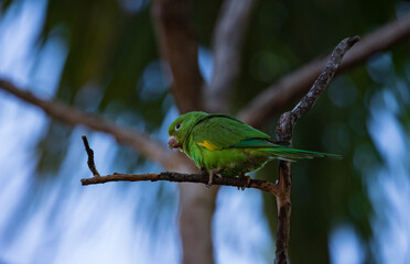 Green hues little bird.Cute yellow-chevroned parakeet (Brotogeris chiriri) in light forest. 