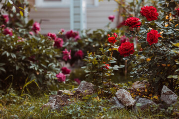 A red rose with raindrops at sunset. The background image is green-red. Natural, environmentally friendly natural background. A copy of the place for the text.