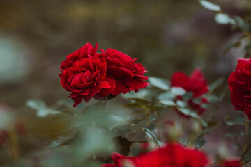 A red rose with raindrops at sunset. The background image is green-red. Natural, environmentally...