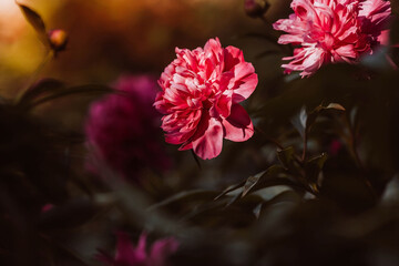 The background image is green. Natural, environmentally friendly natural background. A blooming pink peony at sunset. A copy of the place for the text.