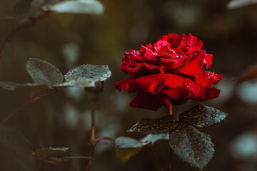 A red rose with raindrops at sunset. The background image is green-red. Natural, environmentally friendly natural background. A copy of the place for the text.