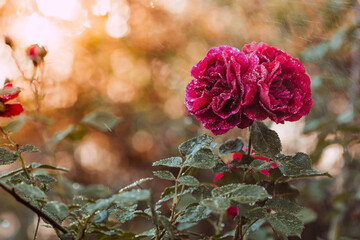A red rose with raindrops at sunset. The background image is green-red. Natural, environmentally friendly natural background. A copy of the place for the text.