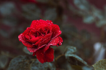 A red rose with raindrops at sunset. The background image is green-red. Natural, environmentally friendly natural background. A copy of the place for the text.