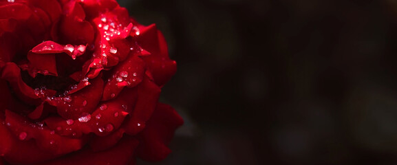 A red rose with raindrops at sunset. The background image is green-red. Natural, environmentally friendly natural background. A copy of the place for the text. - Powered by Adobe