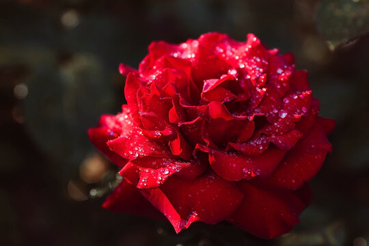 A red rose with raindrops at sunset. The background image is green-red. Natural, environmentally friendly natural background. A copy of the place for the text.
