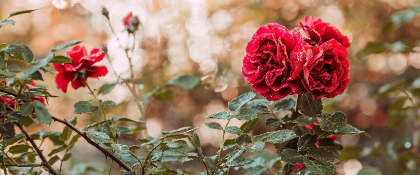 A red rose with raindrops at sunset. The background image is green-red. Natural, environmentally friendly natural background. A copy of the place for the text.