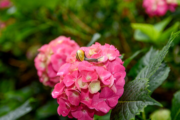 Close-up of a snail on a pink hydrangea. Nice scene in the summer garden.