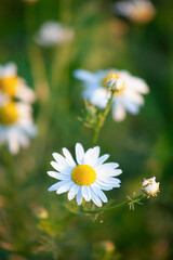 White blooming chamomile on green grass background. Selective focus of wildflower.