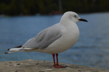 seagull resting on a concrete wall