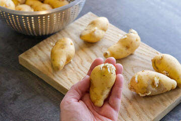 Hand holds sprouted potatoes. seed potatoes with sprouts in the background. Preparing root crops for planting. Agriculture and farming. Close-up.