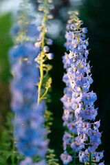 blue and purple gillyflower, stock-gilly flowers 