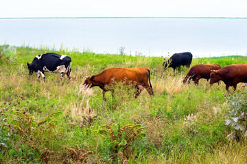 A herd of cows is grazing in the meadow, eating grass on a summer day