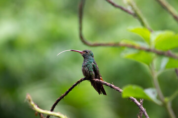 hummingbird posing in the jungle