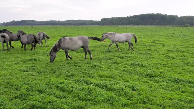 Drone flying around between various brown white mustangs and cows running on meadow and graze grass on the farmland. Group of animals on pasture. Rural scene. Endangered free wild horses in mountains