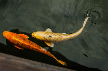 Beautiful large colored, multi-colored hungry koi carp fish swim in the water, in the pond. Photo of animals close-up.