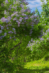 Fototapeta na wymiar Lilac bushes bloom in the park