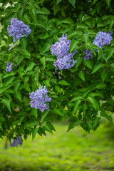 Lilac bushes bloom in the park