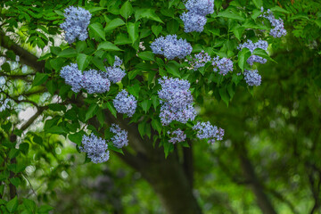 Lilac bushes bloom in the park