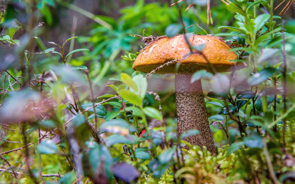Leccinum versipelle, Boletus testaceoscaber or the orange birch bolete, edible mushroom
