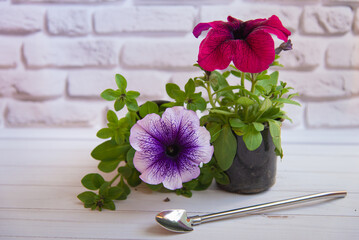 Purple, red petunias in pot on white wooden table on brick wall background. Small shovel in shape of spoon