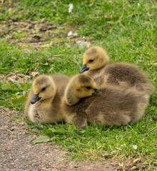 Canada goose goslings