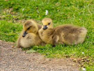 Canada goose goslings