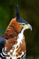 Portrait of an Ornate Hawk-Eagle (Spizaetus ornatus). Misiones, Argentina. 