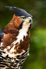 Portrait of an Ornate Hawk-Eagle (Spizaetus ornatus). Misiones, Argentina. 