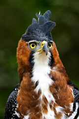 Portrait of an Ornate Hawk-Eagle (Spizaetus ornatus). Misiones, Argentina. 