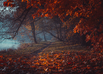 Stranger forest in a fog. Fairy Mysterious Forest. Mystical atmosphere. Paranormal another world. Dark scary park with red leaves. Background for wallpaper. Horrible dream.