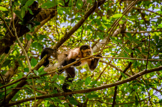 Macaco-prego na árvore sorrindo Stock Photo