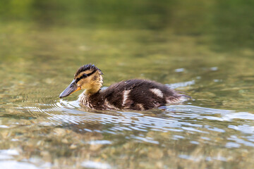 Junge Enten am Fluß auf Futtersuche